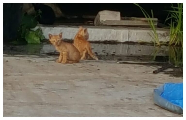 #अवांतर, #मराठीकथा, #मराठीलेखन, #मराठीआवृत्ती, #मराठीसाहित्य, #मराठीलेखक, #मराठीमनोरंजन #मराठीवेबसाइट, #मराठीआर्टिकल, #मराठीस्टोरी, #पिदू, #दनू