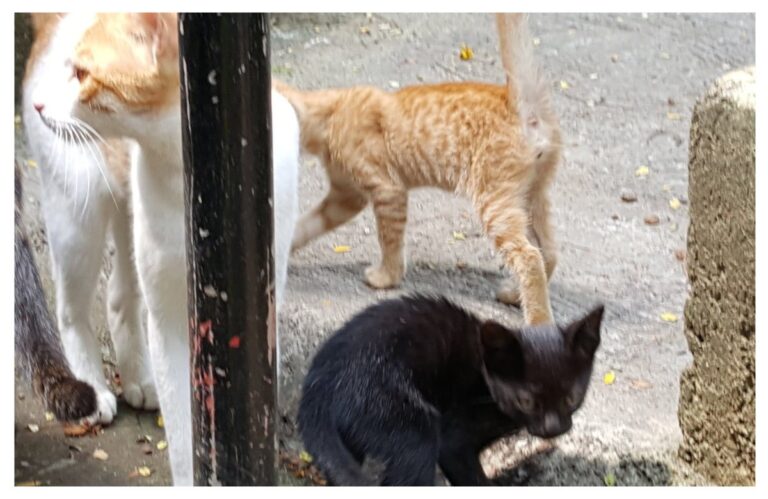 अवांतर, मराठीकथा, मराठीलेखन, मराठीआवृत्ती, मराठीसाहित्य, मराठीलेखक, मराठीमनोरंजन मराठीवेबसाइट, मराठीआर्टिकल, मराठीस्टोरी, मांजरांचीकथा, डंपर, डिगर