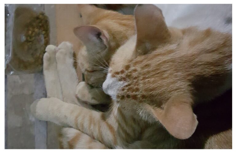 अवांतर, मराठीकथा, मराठीलेखन, मराठीआवृत्ती, मराठीसाहित्य, मराठीलेखक, मराठीमनोरंजन, मराठीवेबसाइट, मराठीआर्टिकल, मराठीस्टोरी, मांजर, बोका, डंपर, डिगर, दनू, पिदू