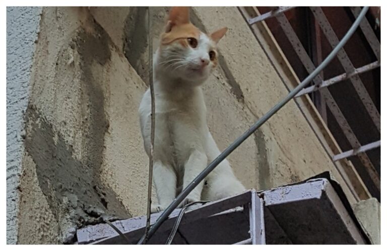 अवांतर, मराठीकथा, मराठीलेखन, मराठीआवृत्ती, मराठीसाहित्य, मराठीलेखक, मराठीमनोरंजन, मराठीवेबसाइट, मराठीआर्टिकल, मराठीस्टोरी, पाळीवप्राणी, मांजरी, दनू, डिगर, डंपर