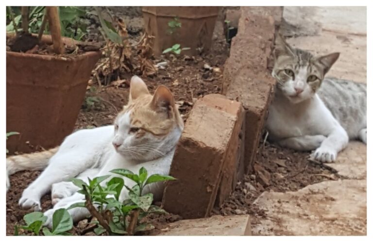 अवांतर, मराठीकथा, मराठीलेखन, मराठीआवृत्ती, मराठीसाहित्य, मराठीलेखक, मराठीमनोरंजन, मराठीवेबसाइट, मराठीआर्टिकल, मराठीस्टोरी, मांजर, बोका, डंपर, डिगर, दनू, पिदू