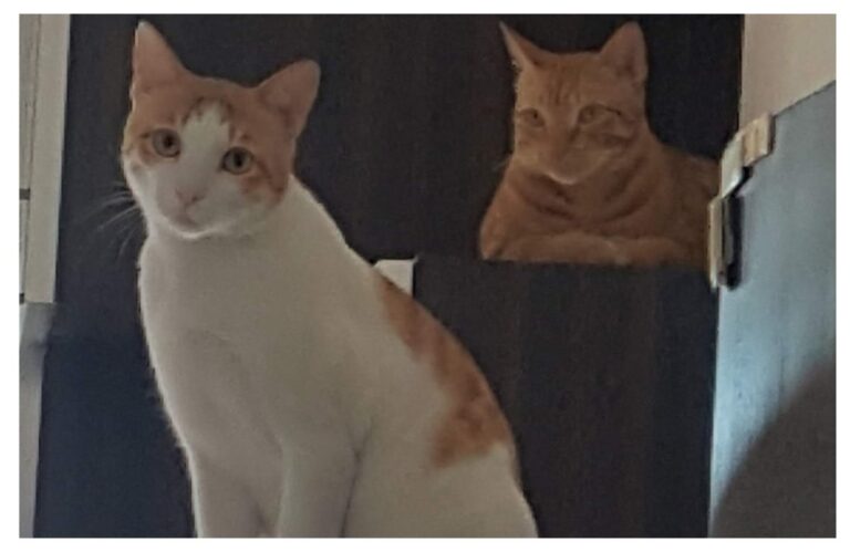 अवांतर, मराठीकथा, मराठीलेखन, मराठीआवृत्ती, मराठीसाहित्य, मराठीलेखक, मराठीमनोरंजन, मराठीवेबसाइट, मराठीआर्टिकल, मराठीस्टोरी, मांजर, बोका, डंपर, डिगर, दनू, पिदू