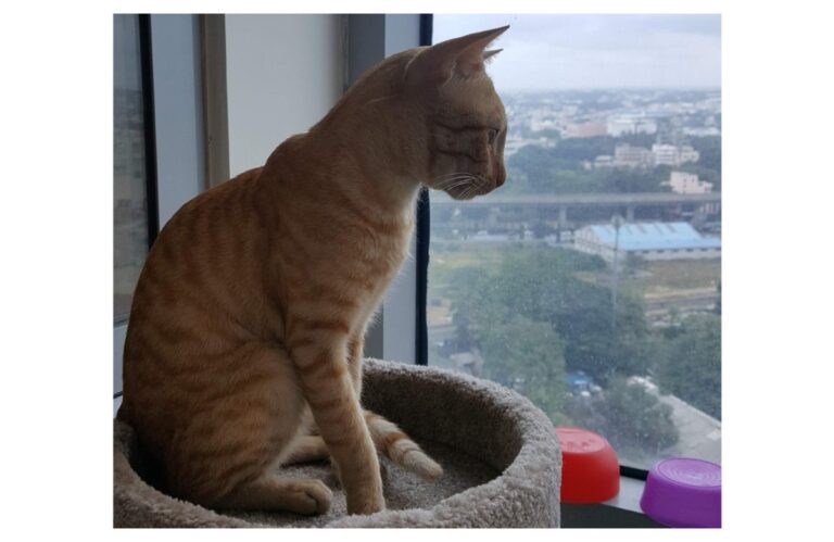 अवांतर, मराठीकथा, मराठीलेखन, मराठीआवृत्ती, मराठीसाहित्य, मराठीलेखक, मराठीमनोरंजन, मराठीवेबसाइट, मराठीआर्टिकल, मराठीस्टोरी, डॉक्टर इरफान अहमद, मल्लिका कॅटरी, दनू, पिदू