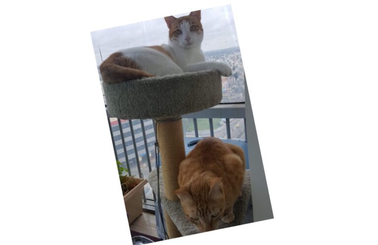 अवांतर, मराठीकथा, मराठीलेखन, मराठीआवृत्ती, मराठीसाहित्य, मराठीलेखक, मराठीमनोरंजन, मराठीवेबसाइट, मराठीआर्टिकल, मराठीस्टोरी, दनू, पिदू, अमेरिका,