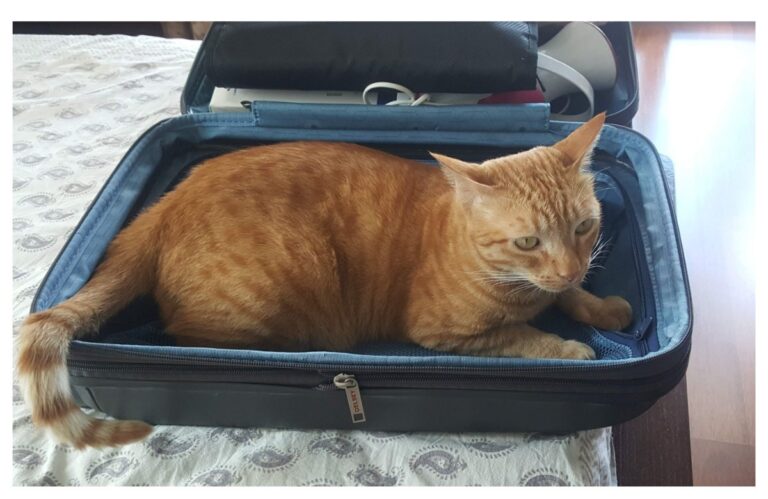 अवांतर, मराठीकथा, मराठीलेखन, मराठीआवृत्ती, मराठीसाहित्य, मराठीलेखक, मराठीमनोरंजन, मराठीवेबसाइट, मराठीआर्टिकल, मराठीस्टोरी, दनू, पिदू, अमेरिका,