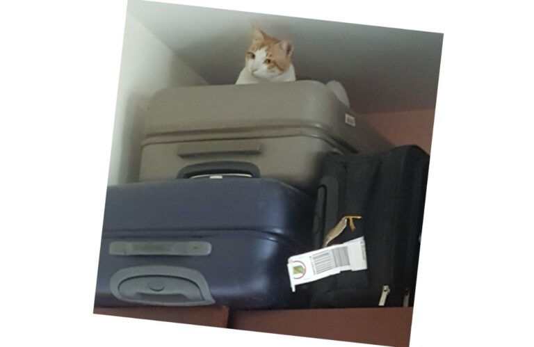 अवांतर, मराठीकथा, मराठीलेखन, मराठीआवृत्ती, मराठीसाहित्य, मराठीलेखक, मराठीमनोरंजन, मराठीवेबसाइट, गिफ्ट, आनंद, ग्रीटिंगकार्ड, भेटवस्तू, शॉपिंग