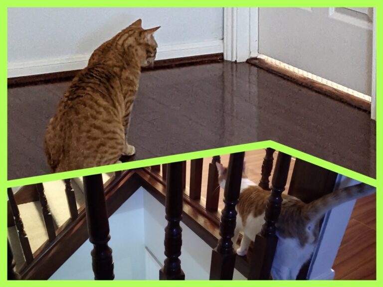 अवांतर, मराठीकथा, मराठीलेखन, मराठीआवृत्ती, मराठीसाहित्य, मराठीलेखक, मराठीमनोरंजन, मराठीवेबसाइट, मराठीआर्टिकल, मराठीस्टोरी, मांजर, बोका, दनू, पिदू