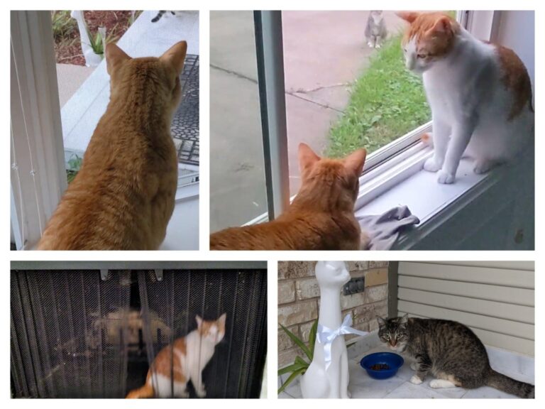 अवांतर, मराठीकथा, मराठीलेखन, मराठीआवृत्ती, मराठीसाहित्य, मराठीलेखक, मराठीमनोरंजन, मराठीवेबसाइट, मराठीआर्टिकल, मराठीस्टोरी, मांजर, बोका, डंपर, डिगर, दनू, पिदू