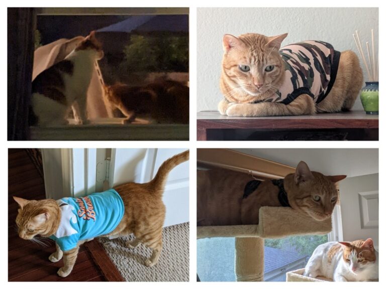 अवांतर, मराठीकथा, मराठीलेखन, मराठीआवृत्ती, मराठीसाहित्य, मराठीलेखक, मराठीमनोरंजन, मराठीवेबसाइट, मराठीआर्टिकल, मराठीस्टोरी, मांजर, बोका, दनू, पिदू