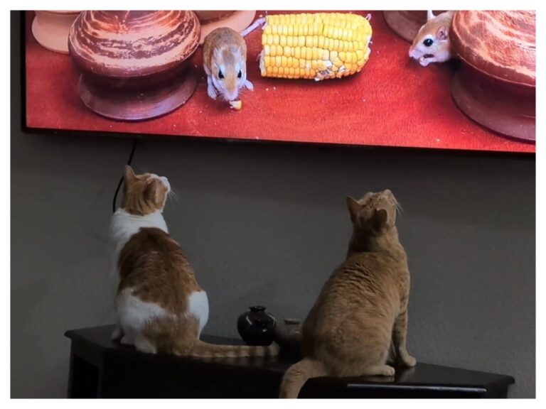 अवांतर, मराठीकथा, मराठीलेख, मराठीसाहित्य, मराठीआर्टिकल, दनू, पिदू, cat, danu, pidu