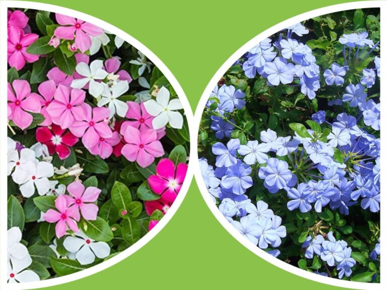 Happiness, life, Periwinkle, अवांतर, मराठीकथा, मराठीसाहित्य, मराठीलेख, मराठीस्टोरी