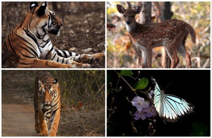 अवांतर, मराठीसाहित्य, मराठीआर्टिकल, ताडोबा, जंगलसफारी, व्याघ्रदर्शन, गवादर्शन, हरणांचा कळप, निसर्ग, Tadoba, jungle safari, tiger sighting, deer herd, nature, Gaur