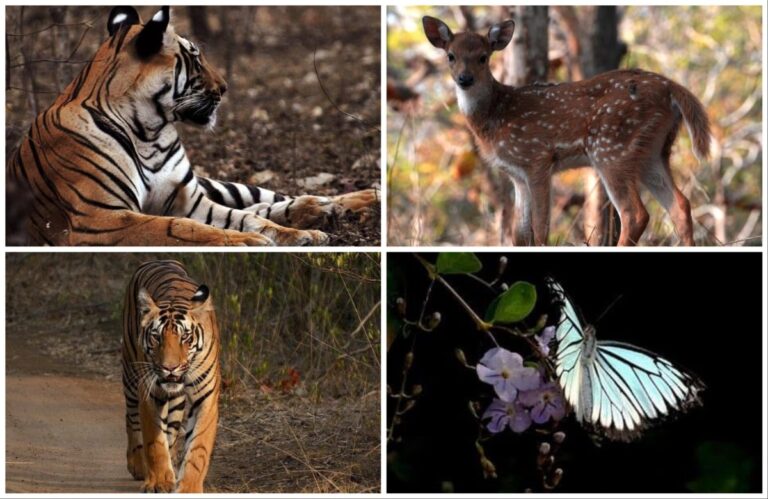 अवांतर, मराठीसाहित्य, मराठीआर्टिकल, ताडोबा, जंगलसफारी, व्याघ्रदर्शन, गवादर्शन, हरणांचा कळप, निसर्ग, Tadoba, jungle safari, tiger sighting, deer herd, nature, Gaur