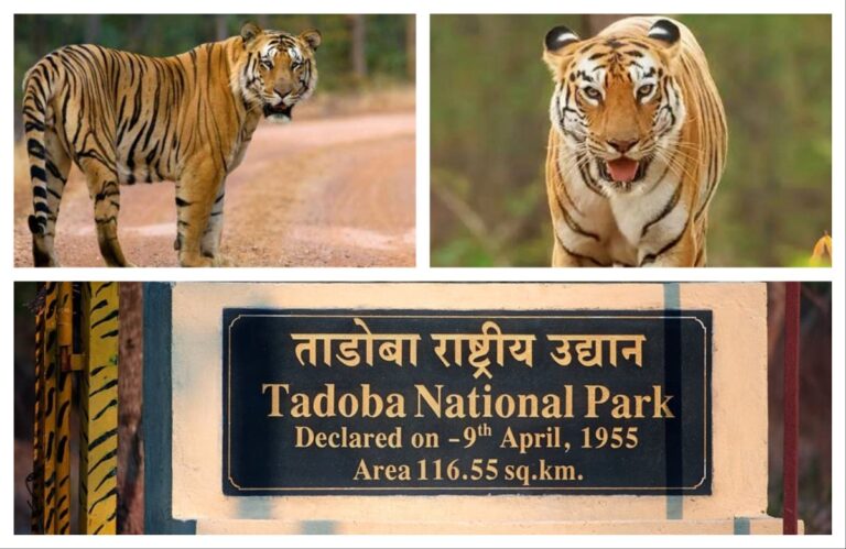 अवांतर, मराठीसाहित्य, मराठीआर्टिकल, ताडोबा, जंगलसफारी, व्याघ्रदर्शन, गवादर्शन, हरणांचा कळप, निसर्ग, जय वाघ, माया वाघीण