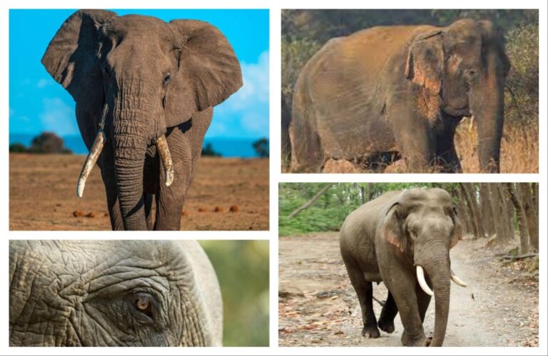 अवांतर, मराठीआर्टिकल, मराठीलेख, हत्ती, युद्धातील हत्ती, चित्रपटातील प्राणी, हत्तीचा मृत्यू, हत्तीचे स्मशान,