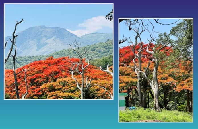 अवांतर, मराठीसाहित्य, मराठीआर्टिकल, मराठी कथा, मी मराठी, मराठी लेख, मराठी लेखक, गुलमोहराचे झाड, गुलजार गुलमोहर, देवता चित्रपट, देवता गुलमोहर, सारीका गुलमोहर, गुलजार आरडी, आरडी एक्स,