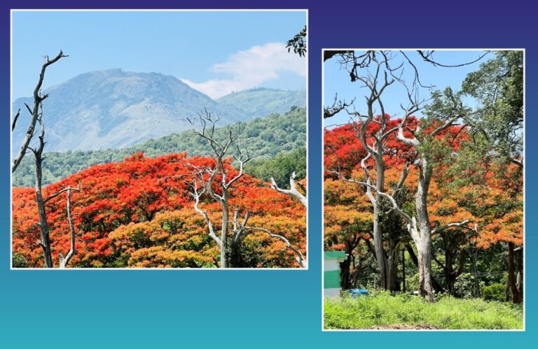 अवांतर, मराठीसाहित्य, मराठीआर्टिकल, मराठी कथा, मी मराठी, मराठी लेख, मराठी लेखक, गुलमोहराचे झाड, गुलजार गुलमोहर, देवता चित्रपट, देवता गुलमोहर, सारीका गुलमोहर, गुलजार आरडी, आरडी एक्स,