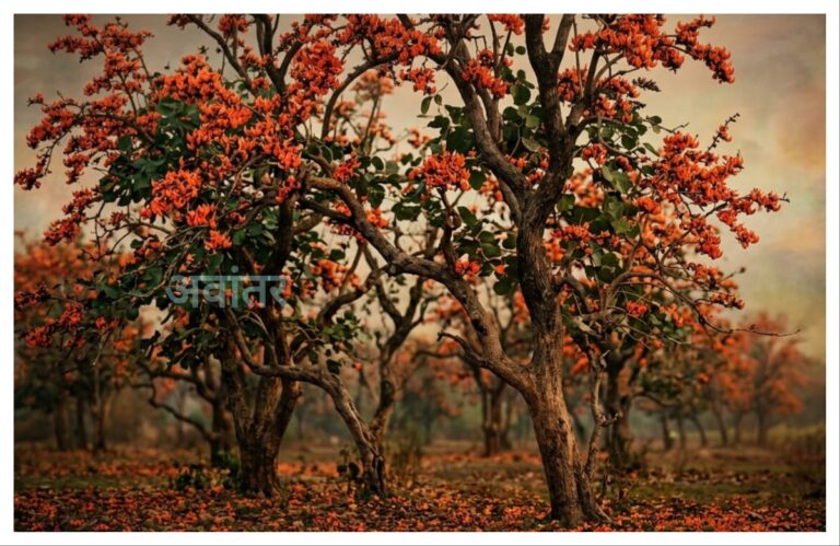 अवांतर, मराठीसाहित्य, मराठीआर्टिकल, मराठी कथा, मी मराठी, मराठी लेख, अभिजात मराठी, उन्हाळ्याचे दिवस, संन्यस्त पलाश, संन्यस्त पळस वृक्ष, वसंतातील पळस वृक्ष, ग्रीष्मातील पळस, पळसाचा भगवेपणा, पळसाच्या अग्निशिखा, पळासाचा फुलोरा, भगवाधारी पळस