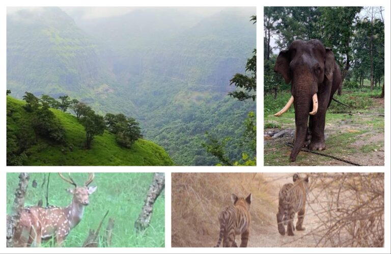 अवांतर, मराठीआर्टिकल, मराठीलेख, मराठीकथा, कथाकहाणी, मी मराठी, अभिजात मराठी, पर्यावरणाचा ह्रास, निसर्गाचा संयम, जंगल पर्यटनासाठी नियमावली, प्राण्यांचा सुरक्षित अधिवास, प्राण्यांच्या अधिवासात अतिक्रमण, प्राण्याच्या घरात मानवी हस्तक्षेप, मानवी हव्यासाने पर्यावरणाचे नुकसान, पर्यावरणाचे संतुलन महत्त्वाचे, निसर्गाची काळजी घेणे, निसर्गाची हानी नको,