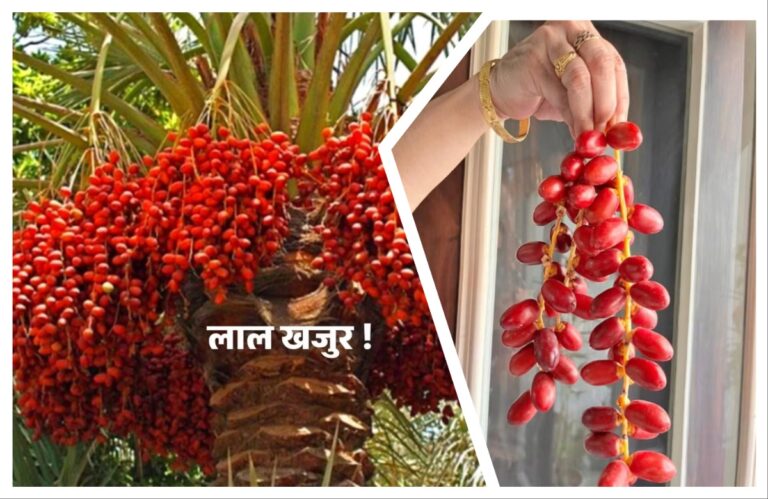 अवांतर, मराठी लेख, मराठी कथा, मराठी साहित्य, मी मराठी, अभिजात मराठी, मराठी लेखक, वाळवंटातील जीवनदायिनी, खजुराचा रंजक इतिहास, माधवी जोशी माहुलकर, हयात बख्श बाग, शाही खजूर, खजुराचा इतिहास, मुघलकालीन शाही खजूर हलवा, शाही खजूर हलवा रेसिपी, पारंपरिक खजुराची राब, खजुराची राब