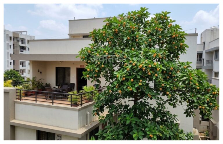 अवांतर, मराठी लेख, मराठी कथा, मराठी साहित्य, मी मराठी, अभिजात मराठी, मराठी लेखक, माधवी जोशी माहुलकर, लेखिका माधवी जोशी माहुलकर, माधवी जोशी, माधवी माहुलकर, कदंब वृक्ष, दैवी अनुभूती, श्रीकृष्णाचा प्रिय कदंब वृक्ष, श्रीकृष्ण आणि कदंब वृक्ष, कालियामर्दन आणि कदंब वृक्ष, टेरेससमोरील कदंब