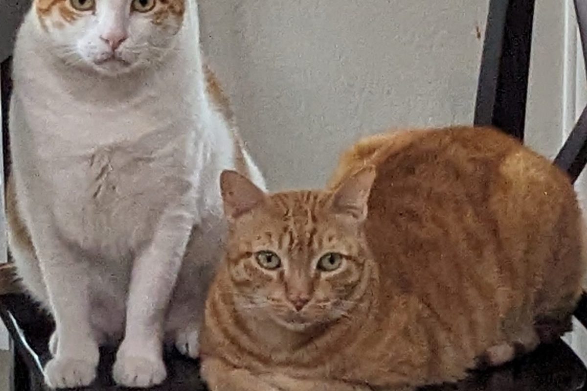 Cats