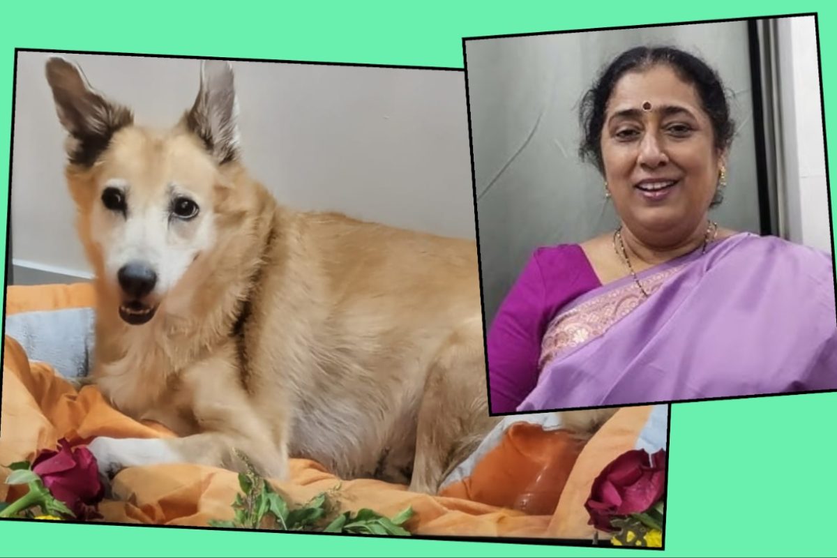 अवांतर, मराठीआर्टिकल, मराठीलेख, मराठी कथा, मराठी साहित्य, मी मराठी, अभिजात मराठी, ब्रँडी डॉगी, ब्रँडी कुत्री, ब्रँडीशी नाते, ब्रँडीच्या आठवणी, ब्रँडीचे स्नेहबंध, प्रेमळ ब्रँडी, ब्रँडी आणि हर्षा गुप्ते, हर्षा गुप्तेची ब्रँडी