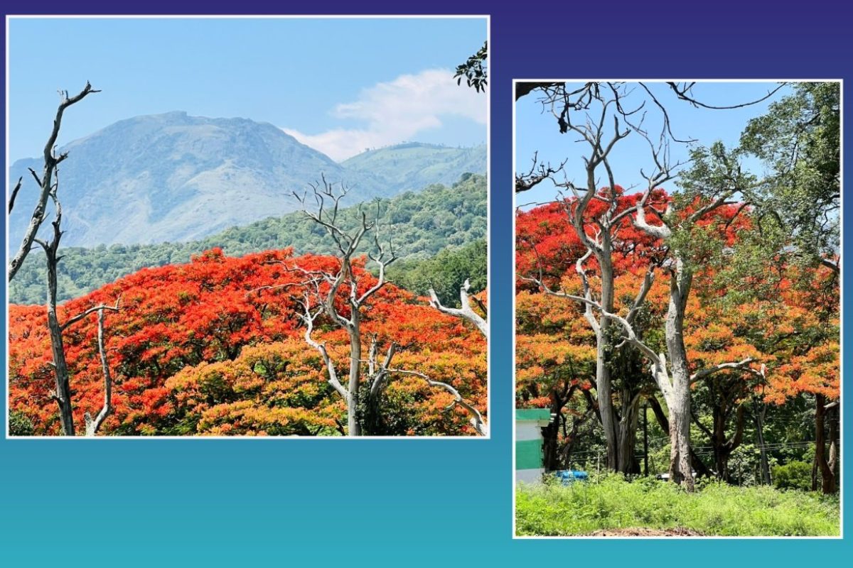 अवांतर, मराठीसाहित्य, मराठीआर्टिकल, मराठी कथा, मी मराठी, मराठी लेख, मराठी लेखक, गुलमोहराचे झाड, गुलजार गुलमोहर, देवता चित्रपट, देवता गुलमोहर, सारीका गुलमोहर, गुलजार आरडी, आरडी एक्स,