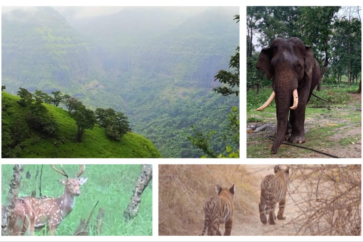 अवांतर, मराठीआर्टिकल, मराठीलेख, मराठीकथा, कथाकहाणी, मी मराठी, अभिजात मराठी, पर्यावरणाचा ह्रास, निसर्गाचा संयम, जंगल पर्यटनासाठी नियमावली, प्राण्यांचा सुरक्षित अधिवास, प्राण्यांच्या अधिवासात अतिक्रमण, प्राण्याच्या घरात मानवी हस्तक्षेप, मानवी हव्यासाने पर्यावरणाचे नुकसान, पर्यावरणाचे संतुलन महत्त्वाचे, निसर्गाची काळजी घेणे, निसर्गाची हानी नको,