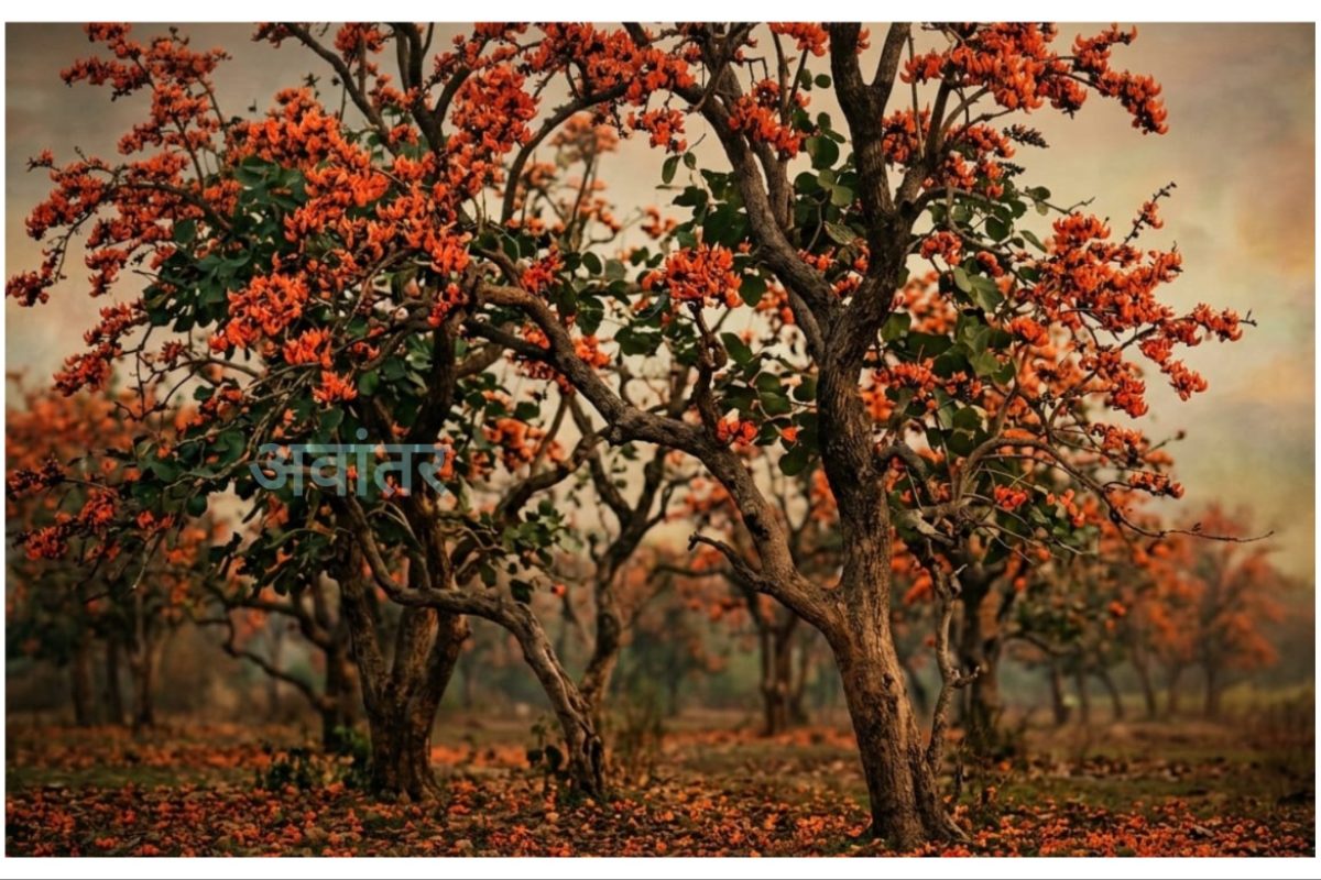 अवांतर, मराठीसाहित्य, मराठीआर्टिकल, मराठी कथा, मी मराठी, मराठी लेख, अभिजात मराठी, उन्हाळ्याचे दिवस, संन्यस्त पलाश, संन्यस्त पळस वृक्ष, वसंतातील पळस वृक्ष, ग्रीष्मातील पळस, पळसाचा भगवेपणा, पळसाच्या अग्निशिखा, पळासाचा फुलोरा, भगवाधारी पळस