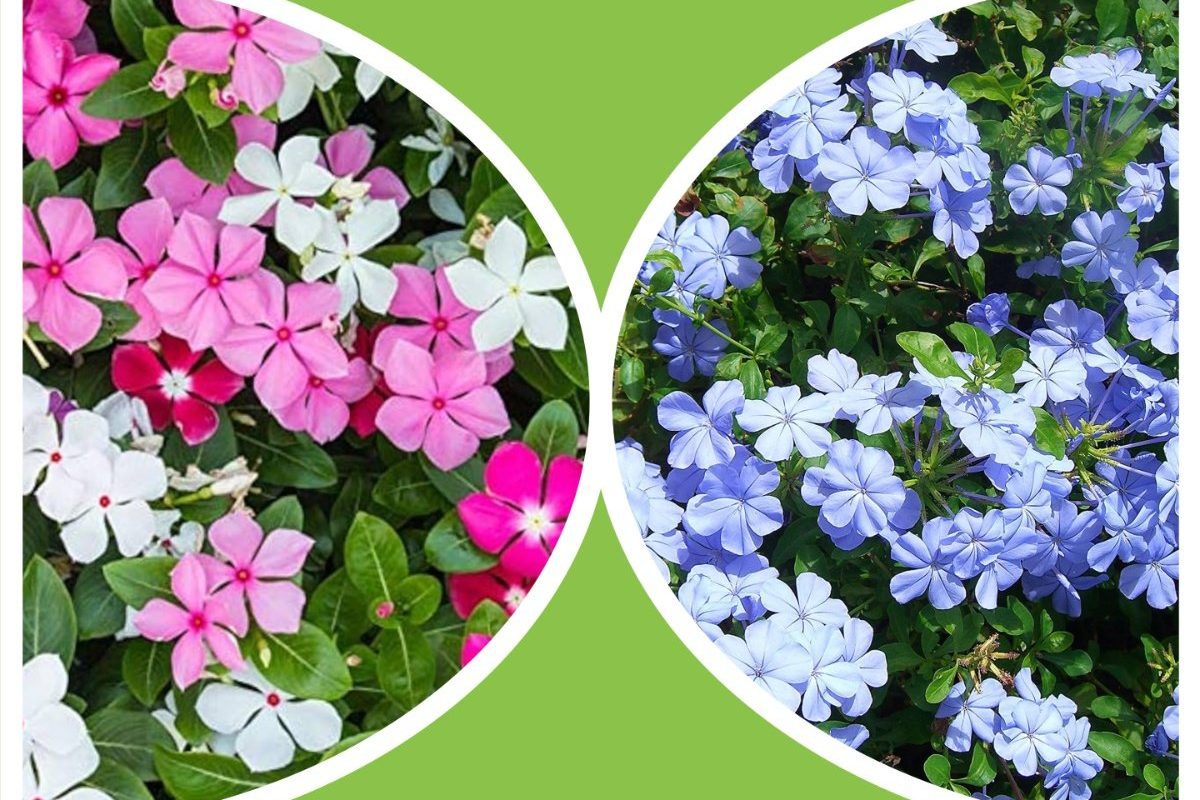 Happiness, life, Periwinkle, अवांतर, मराठीकथा, मराठीसाहित्य, मराठीलेख, मराठीस्टोरी