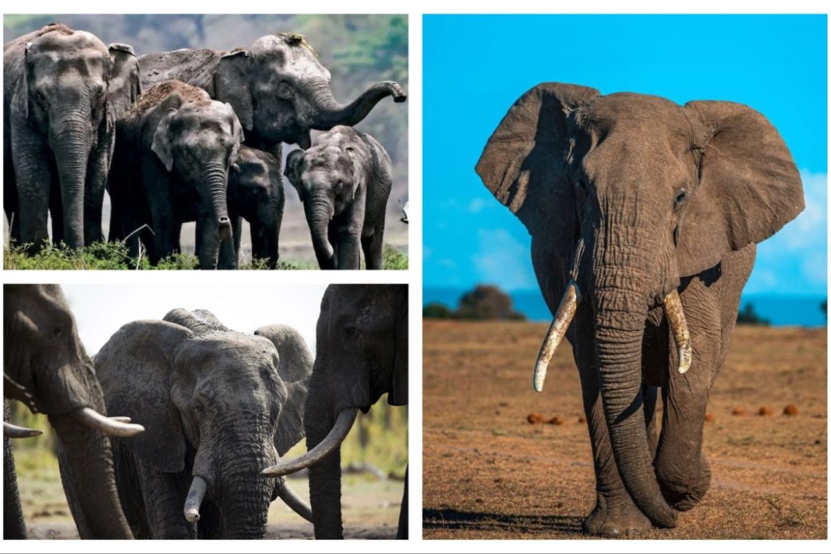 अवांतर, मराठीआर्टिकल, मराठीलेख, मराठीसाहित्य, मराठीकथा, मी मराठी, अभिजात मराठी, हत्तींचा कळप, शीघ्रकोपी हत्ती, हत्ती माणसाळवणे, माणसाळलेले हत्ती, कोपीष्ट हत्ती, हत्ती माहूत, माहूतांचे बळी,