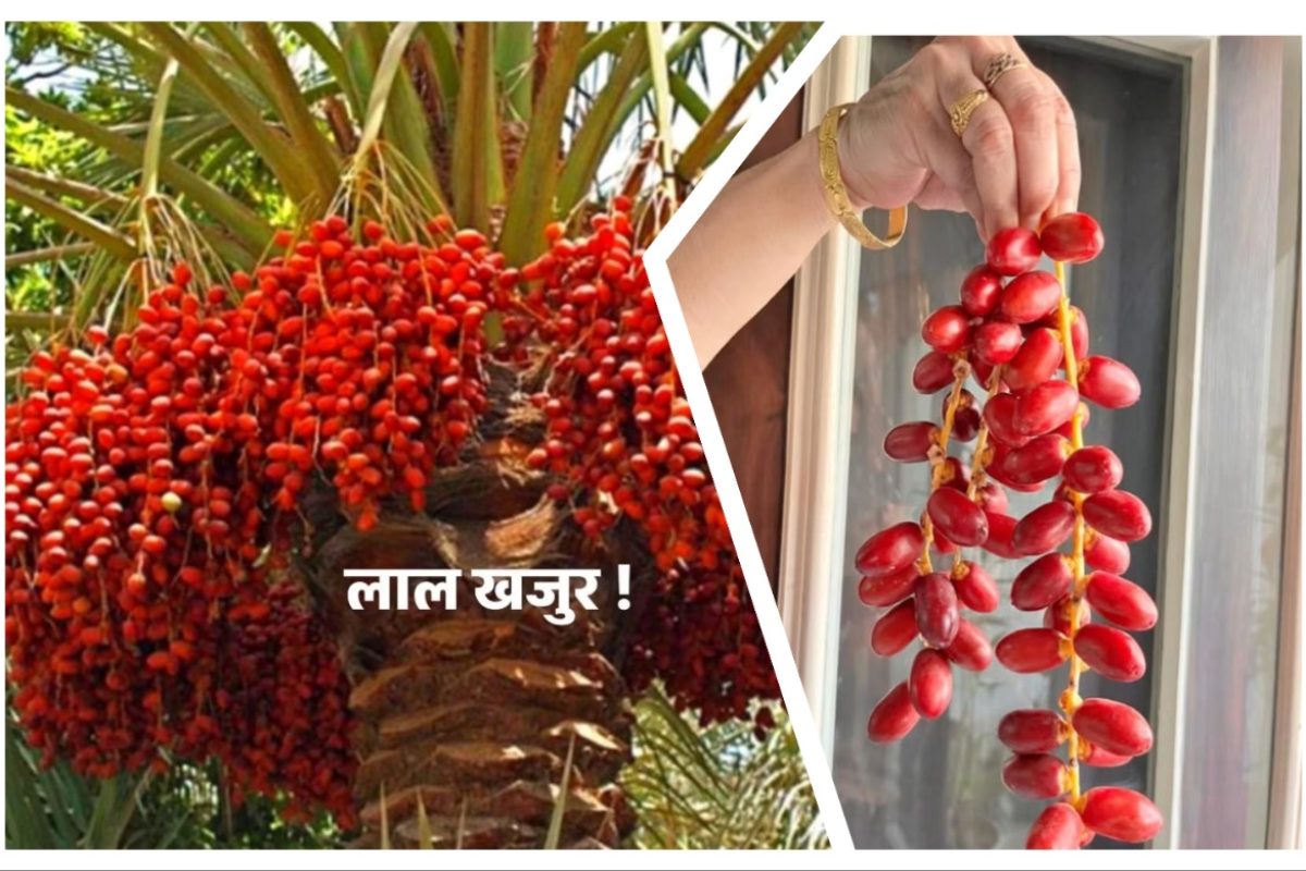 अवांतर, मराठी लेख, मराठी कथा, मराठी साहित्य, मी मराठी, अभिजात मराठी, मराठी लेखक, वाळवंटातील जीवनदायिनी, खजुराचा रंजक इतिहास, माधवी जोशी माहुलकर, हयात बख्श बाग, शाही खजूर, खजुराचा इतिहास, मुघलकालीन शाही खजूर हलवा, शाही खजूर हलवा रेसिपी, पारंपरिक खजुराची राब, खजुराची राब