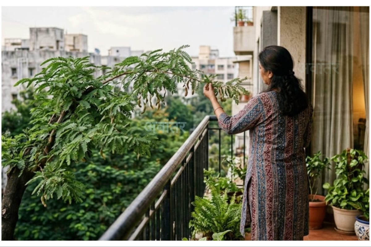 अवांतर, मराठीकथा, मराठीलेख, मराठीआर्टिकल, मराठी साहित्य, मी मराठी, अभिजात मराठी, नीता कुलकर्णी, लेखिका नीता कुलकर्णी, नीता चंद्रकांत कुलकर्णी, चिंचेचे झाड, चिंचेचे झाड प्रेमाचे झाड, चिंचेच्या झाडावर जडला जीव, चिंचेच्या झाडाच्या आठवणी, चिंचेच्या झाडावर पक्षांचा थवा,